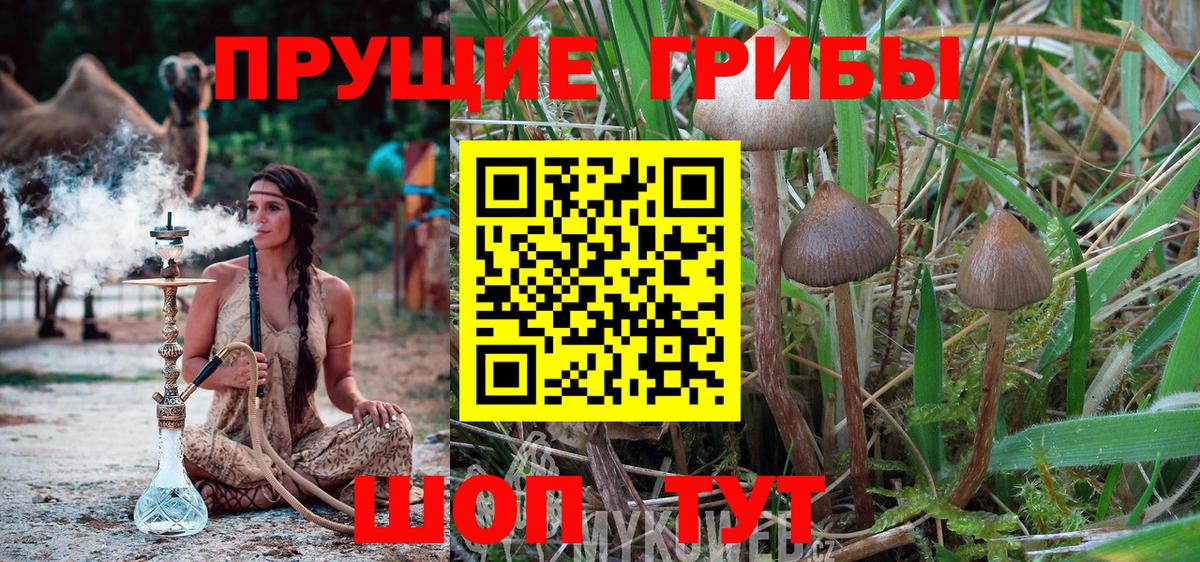 Туймазы  Псилоцибиновые грибы Psilocybine cubensis  Вход с VPN 